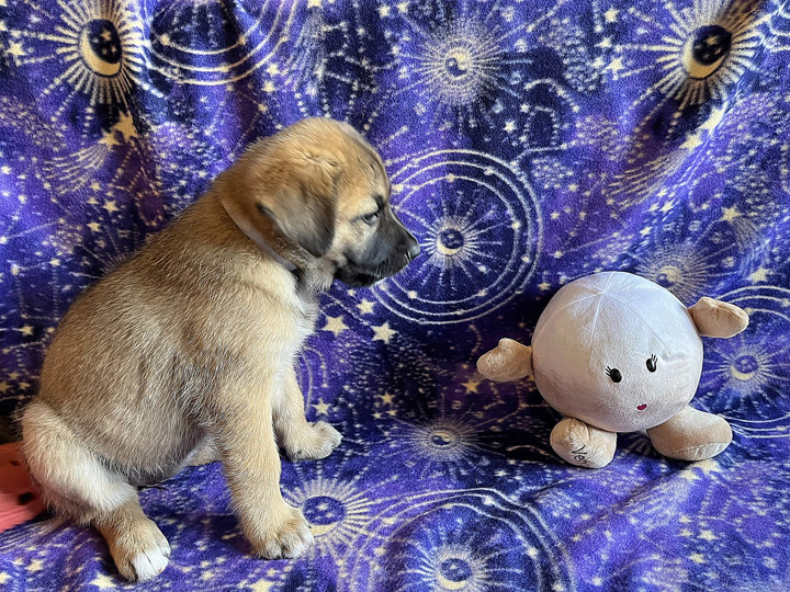 chinook puppy